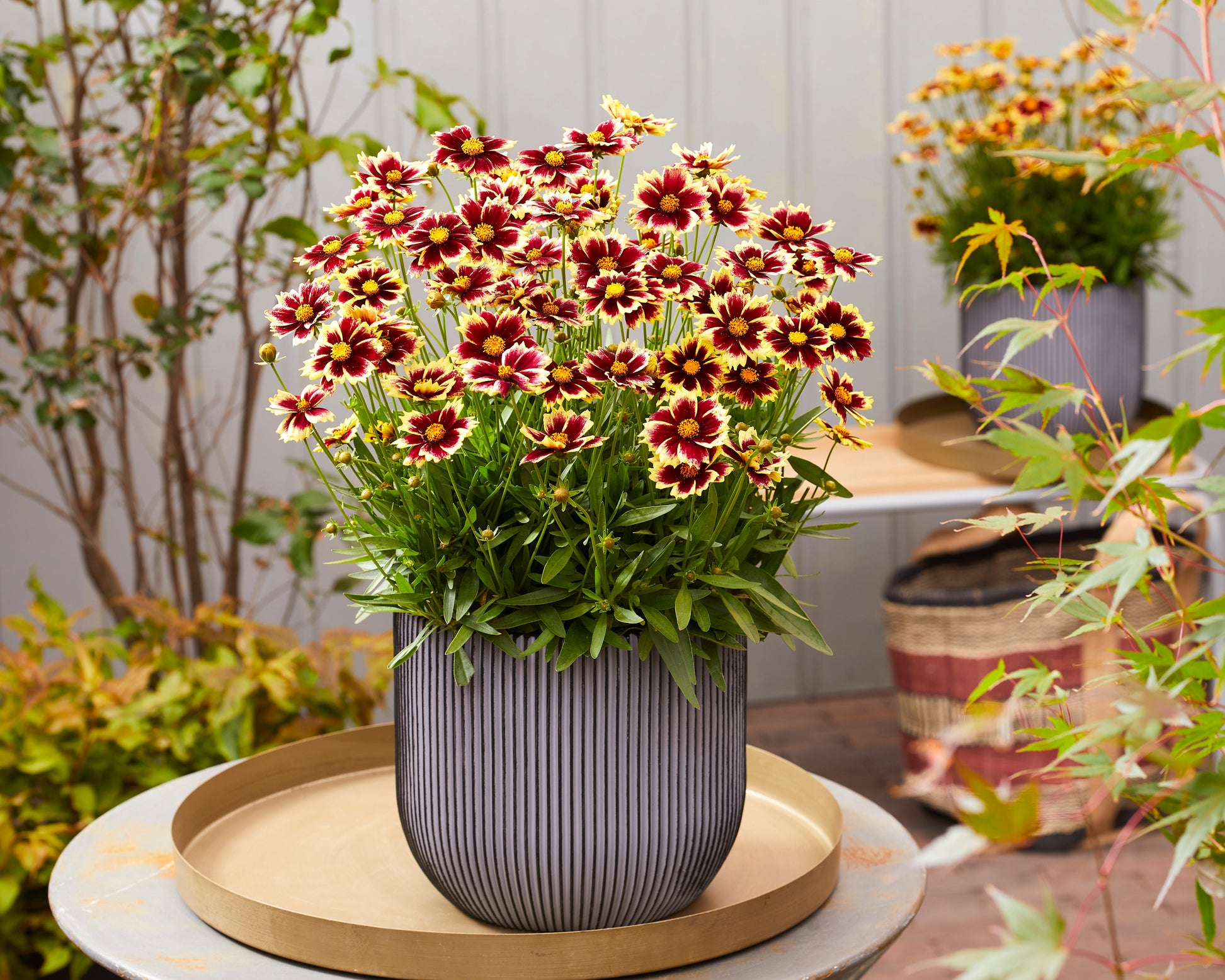 Coreopsis grandiflora 'Solar Fancy' bare roots | Buy tickseed online at ...