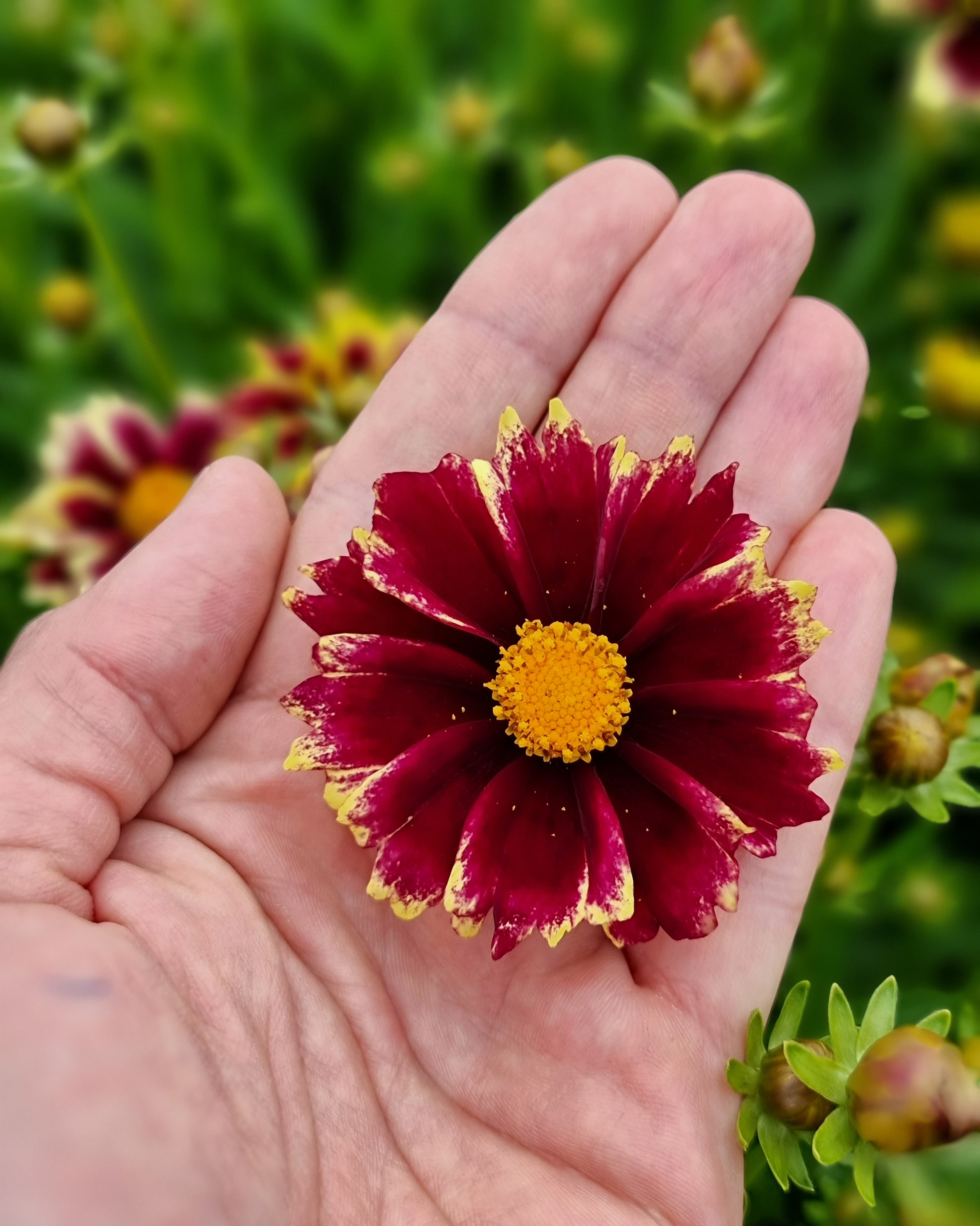 Coreopsis grandiflora 'Solar Fancy' bare roots | Buy tickseed online at ...