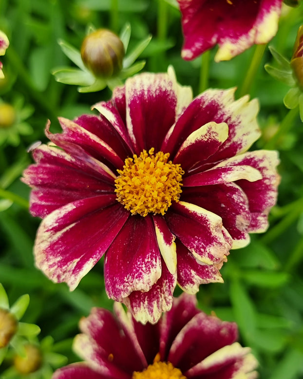 Coreopsis 'Solar Fancy'