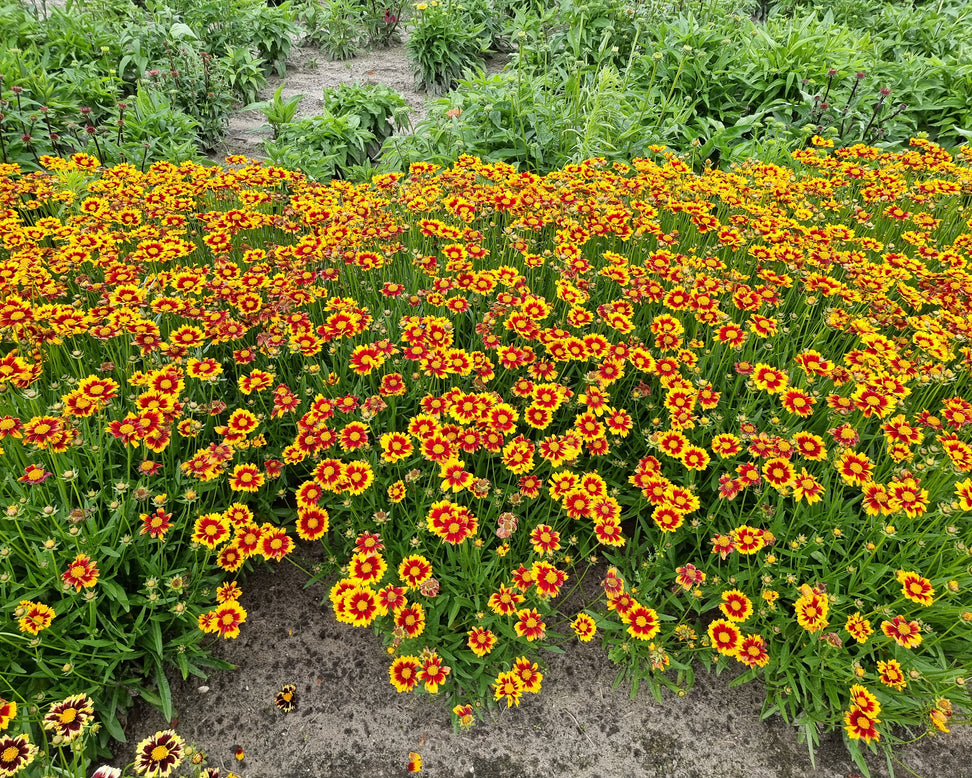 Coreopsis 'Solar Jewel'