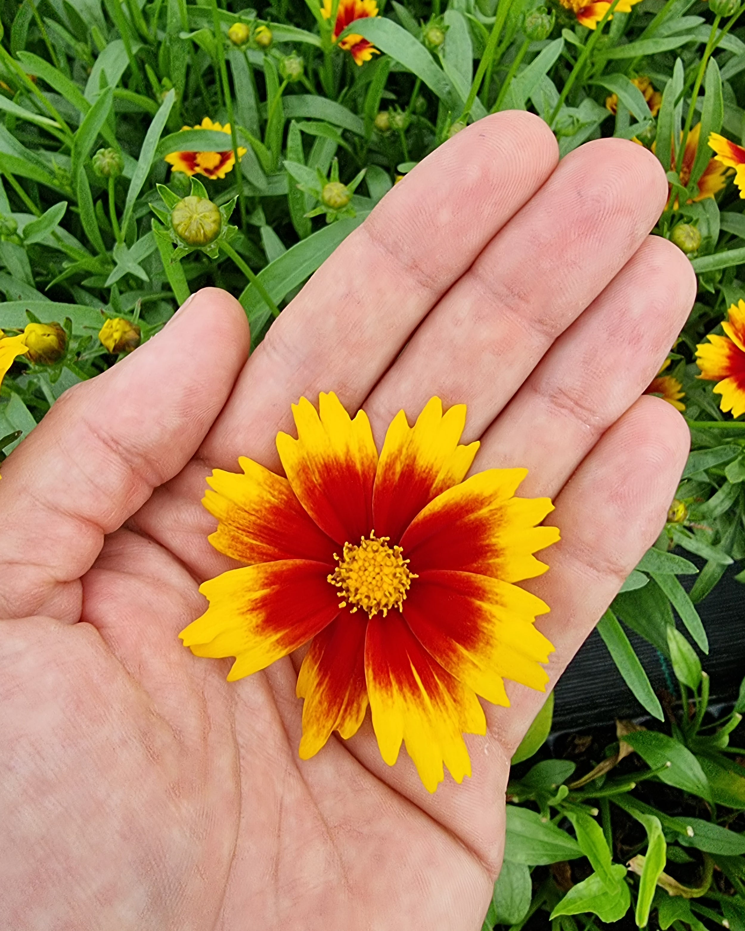 Coreopsis grandiflora 'Solar Jewel' bare roots | Buy tickseed online at ...
