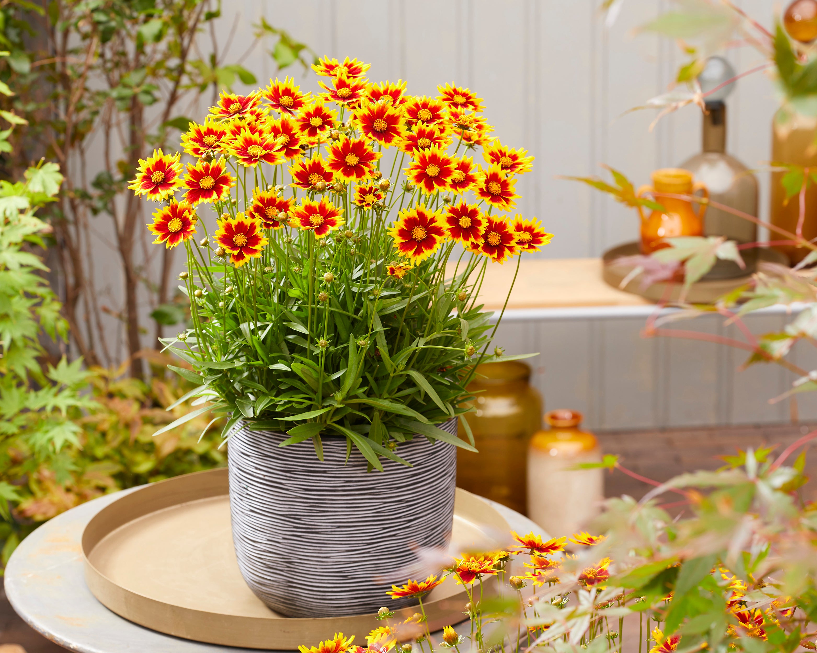 Coreopsis grandiflora 'Solar Jewel' bare roots | Buy tickseed online at ...