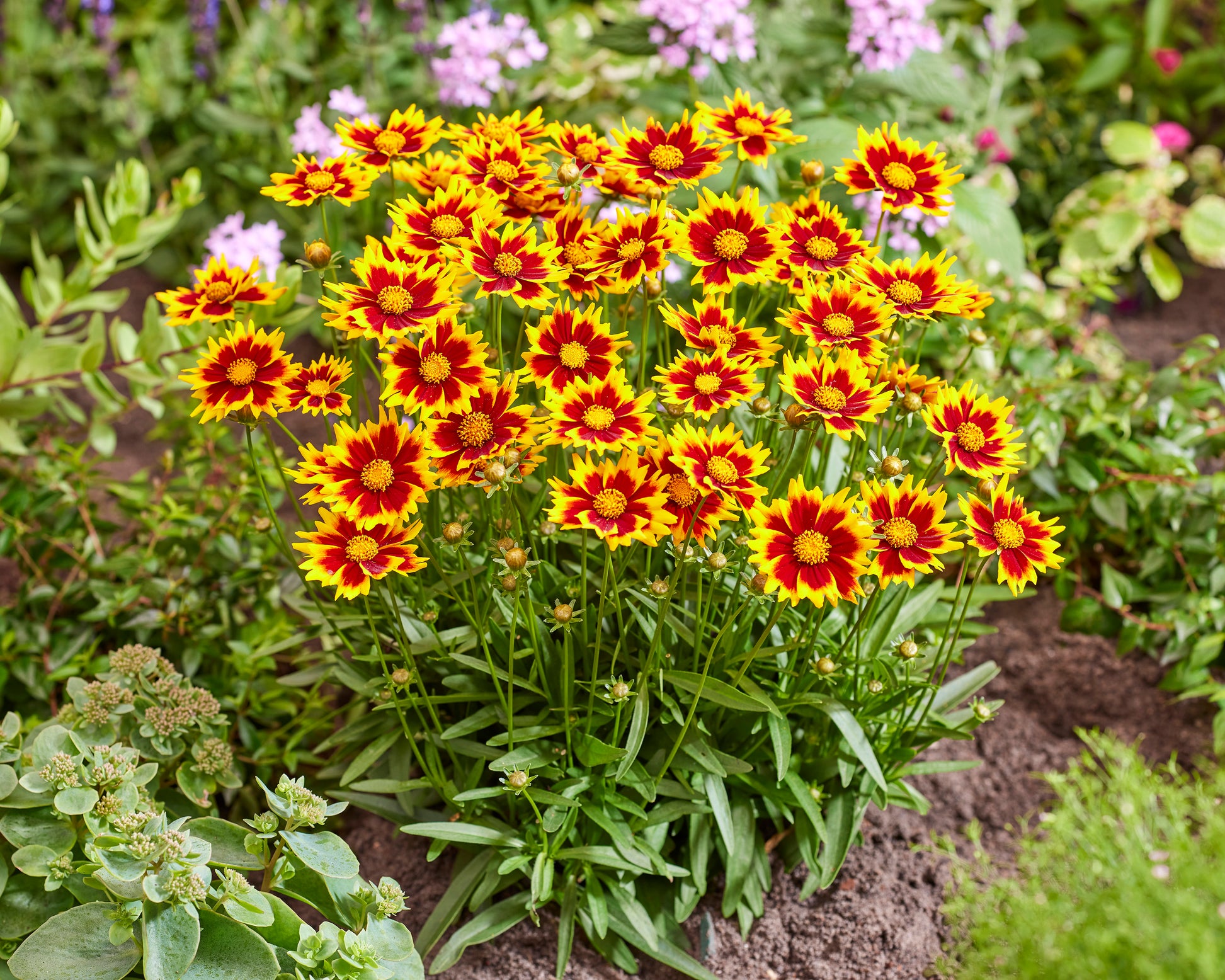 Coreopsis grandiflora 'Solar Jewel' bare roots | Buy tickseed online at ...