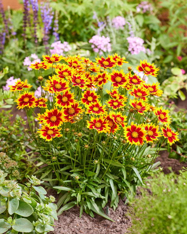 Coreopsis 'Solar Jewel'