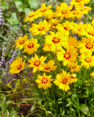 Coreopsis 'Solar Mellow'