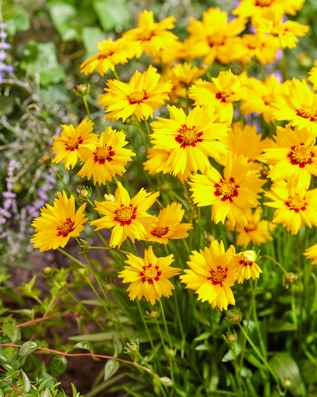 Coreopsis 'Solar Mellow'