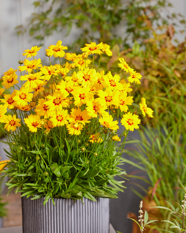 Coreopsis 'Solar Mellow'