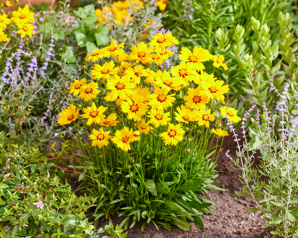 Coreopsis 'Solar Mellow'