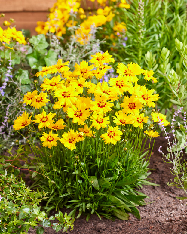 Coreopsis 'Solar Mellow'