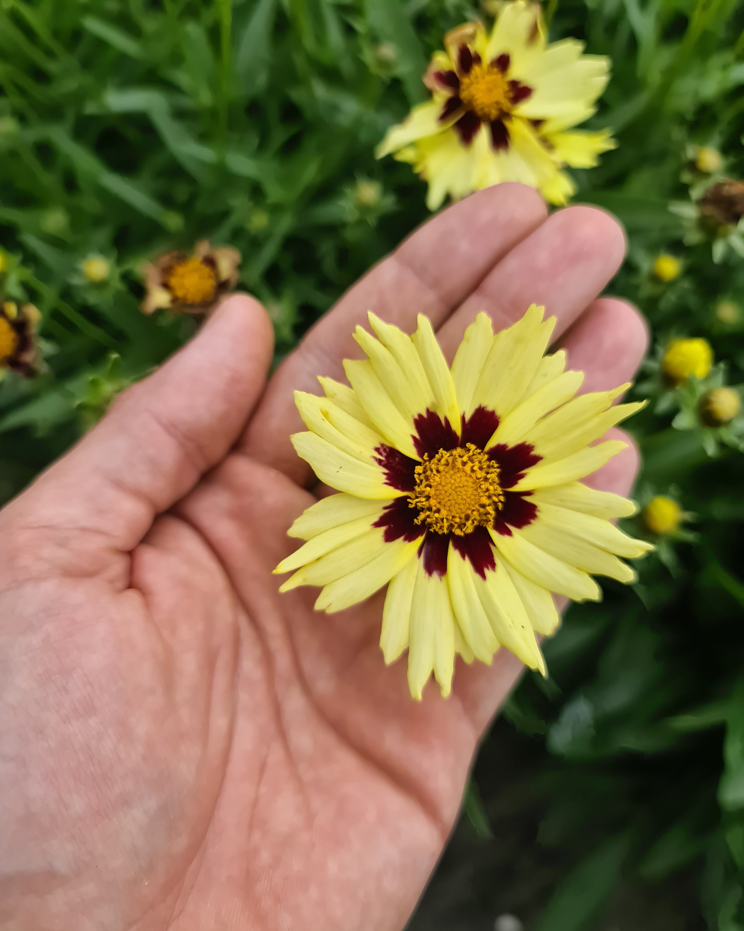 Coreopsis grandiflora 'Solar Moon' bare roots | Buy tickseed online at ...