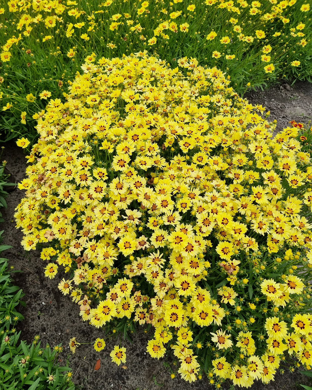 Coreopsis grandiflora 'Solar Moon' bare roots | Buy tickseed online at ...