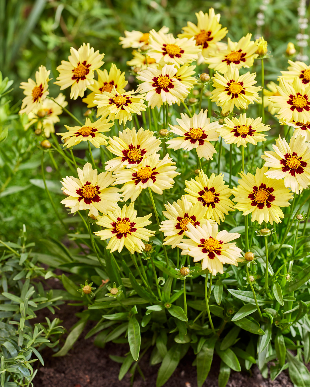 Coreopsis grandiflora 'Solar Moon' bare roots | Buy tickseed online at ...