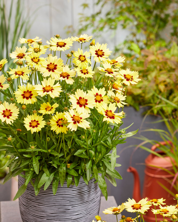 Coreopsis 'Solar Moon'