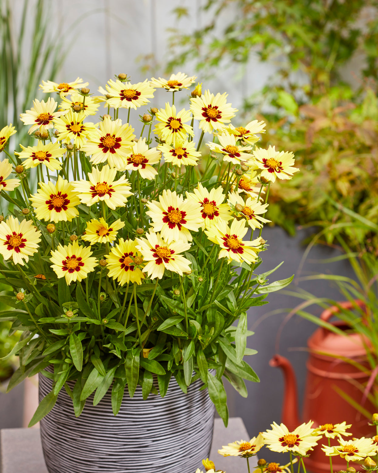 Coreopsis grandiflora 'Solar Moon' bare roots | Buy tickseed online at ...