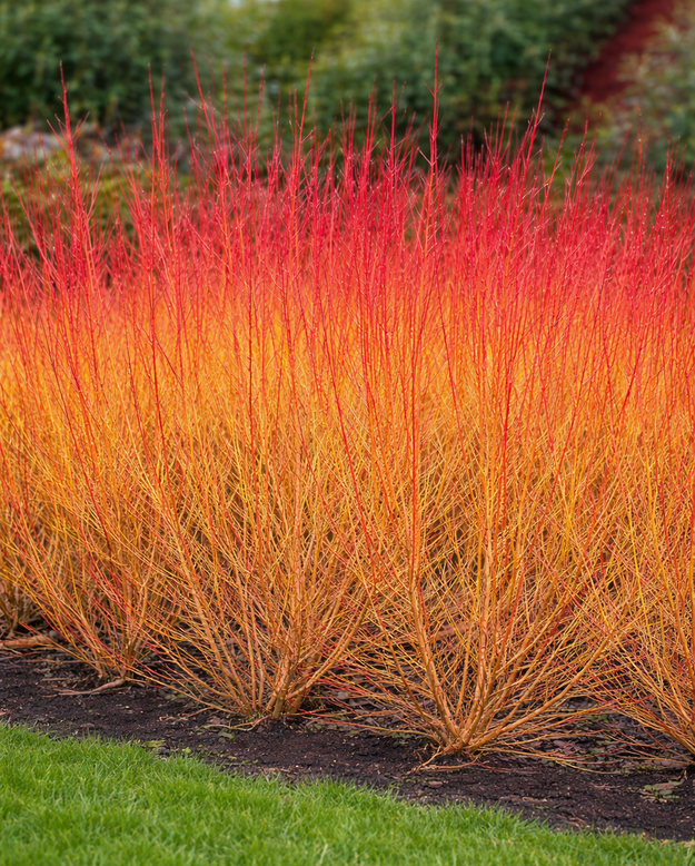 Cornus 'Midwinter Fire'