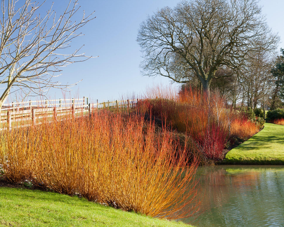 Cornus 'Midwinter Fire'