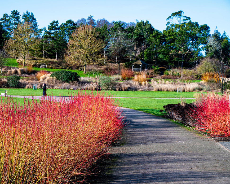 Garden pathway with red and orange bushes on a sunny day