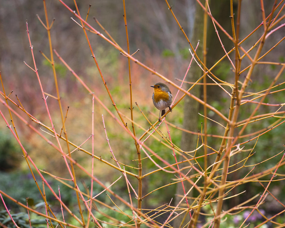 Cornus 'Midwinter Fire'