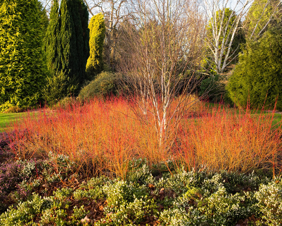 Colorful garden with red and green plants in a natural setting