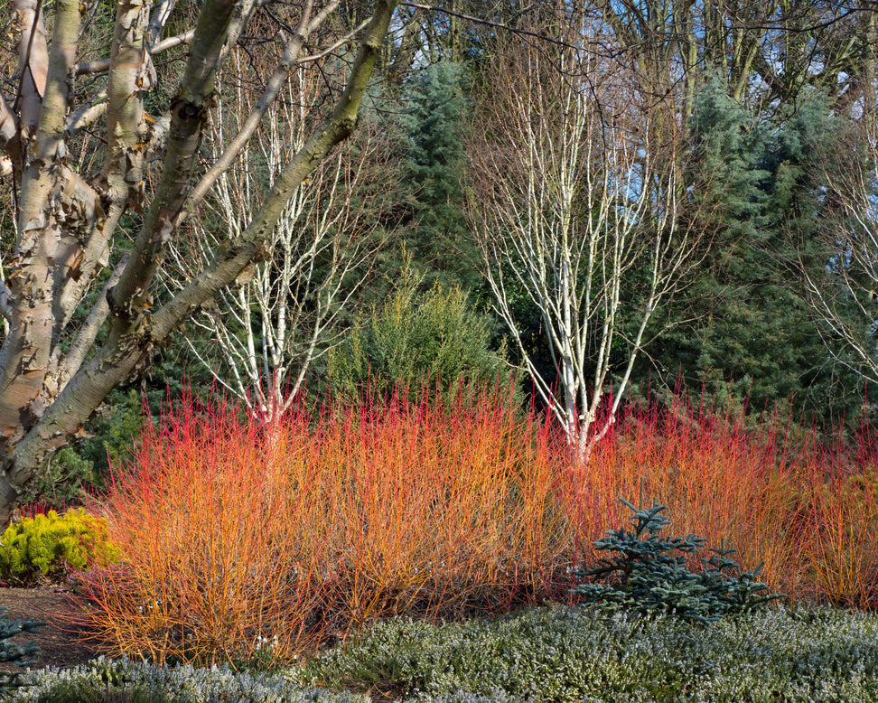 Cornus 'Midwinter Fire'