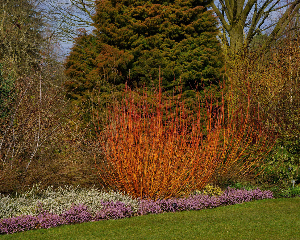 Cornus 'Midwinter Fire'
