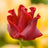 Coronet tulips