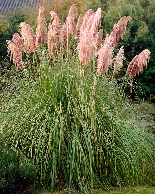 Cortaderia 'Rosea'