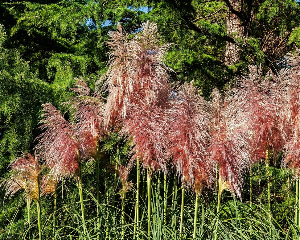 Cortaderia 'Rosea'
