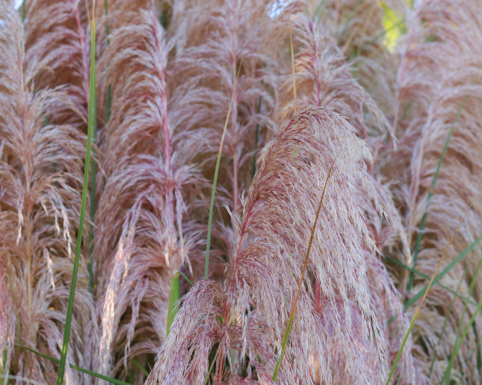 Cortaderia 'Rosea'