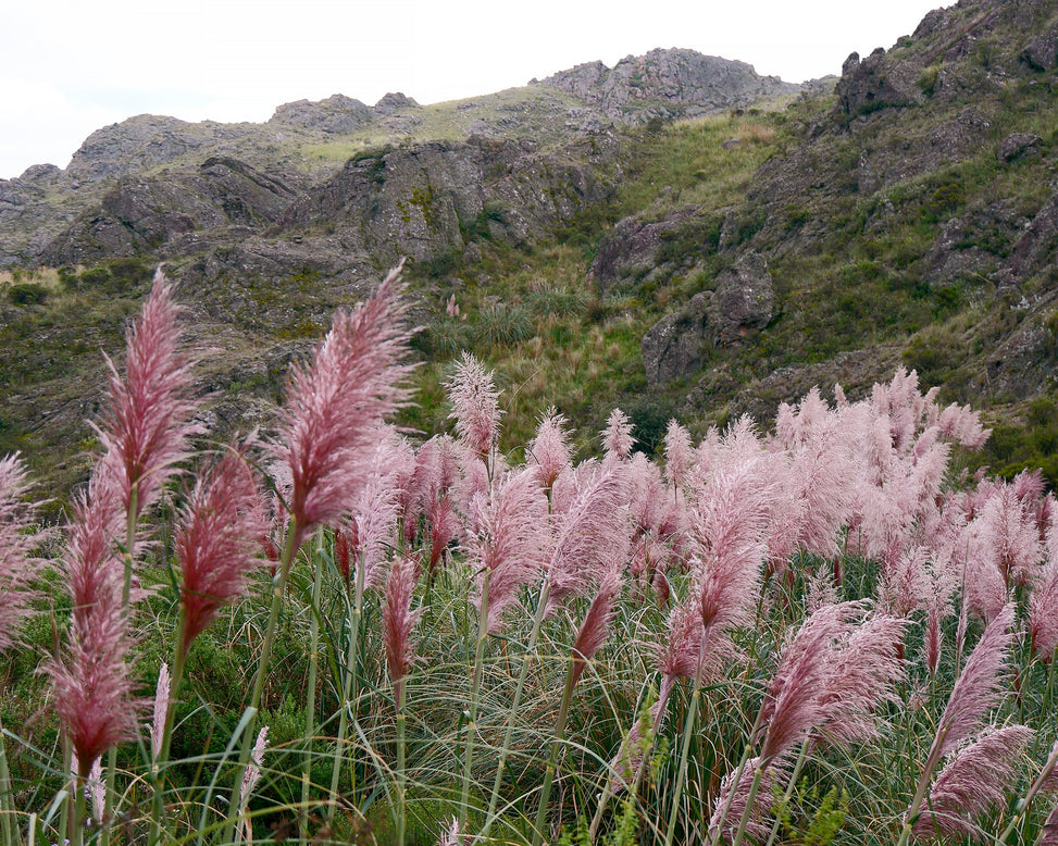 Cortaderia 'Rosea'