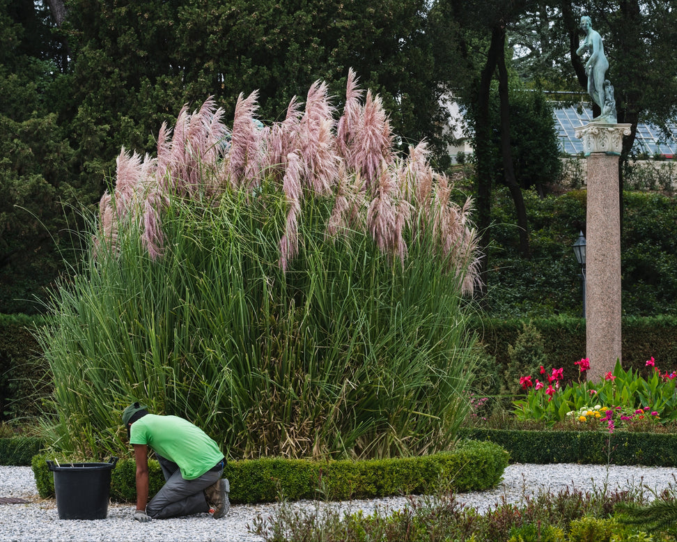 Cortaderia 'Rosea'