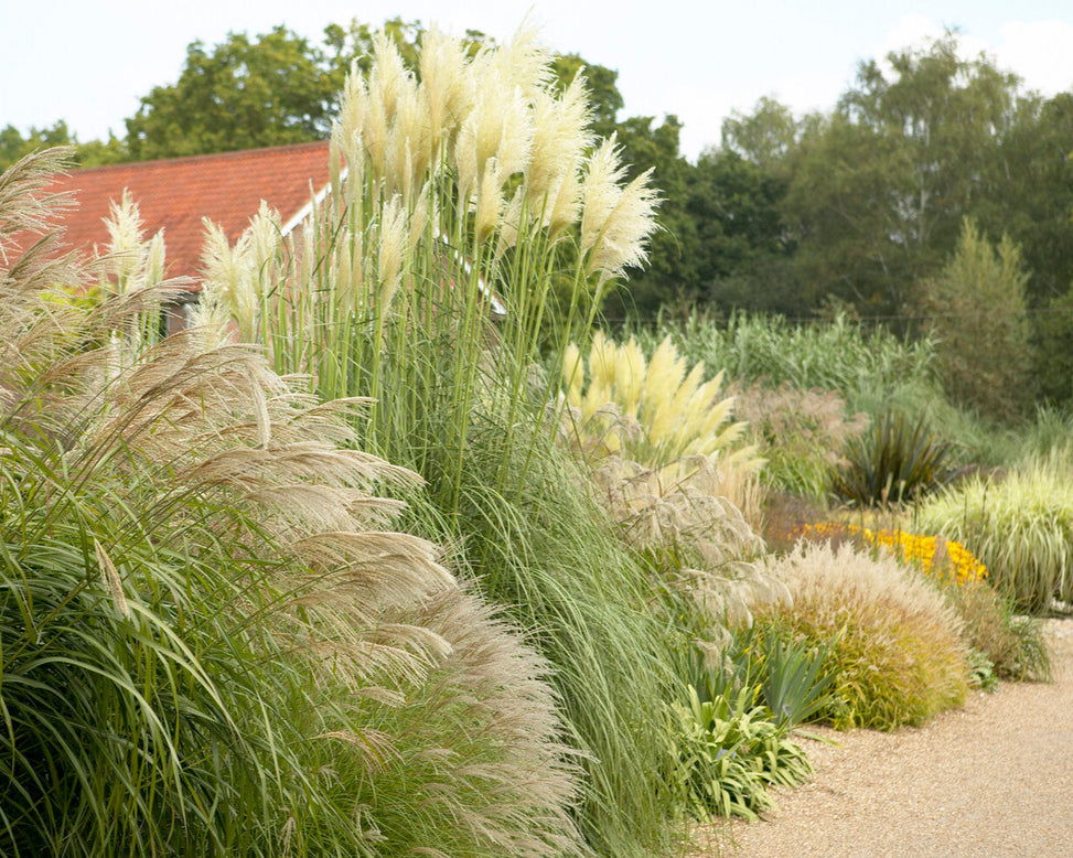 Cortaderia selloana