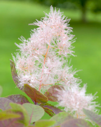 Cotinus 'Smokey Joe'