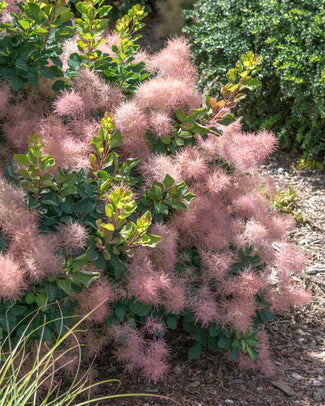 Cotinus bare roots