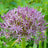 Allium christophii