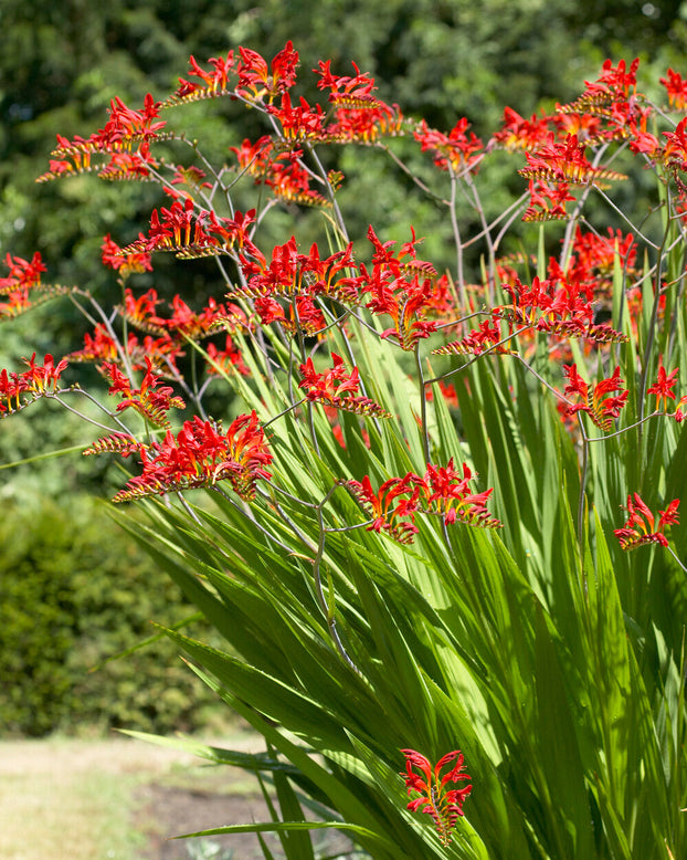 Crocosmia 'Lucifer'