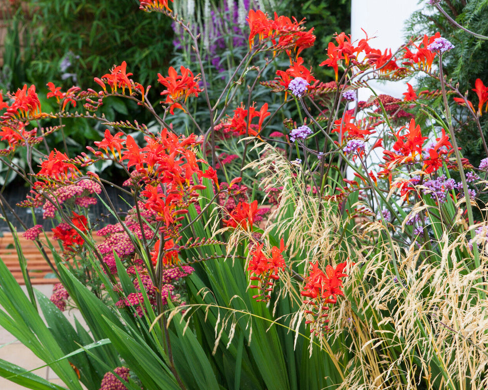 Crocosmia 'Lucifer'