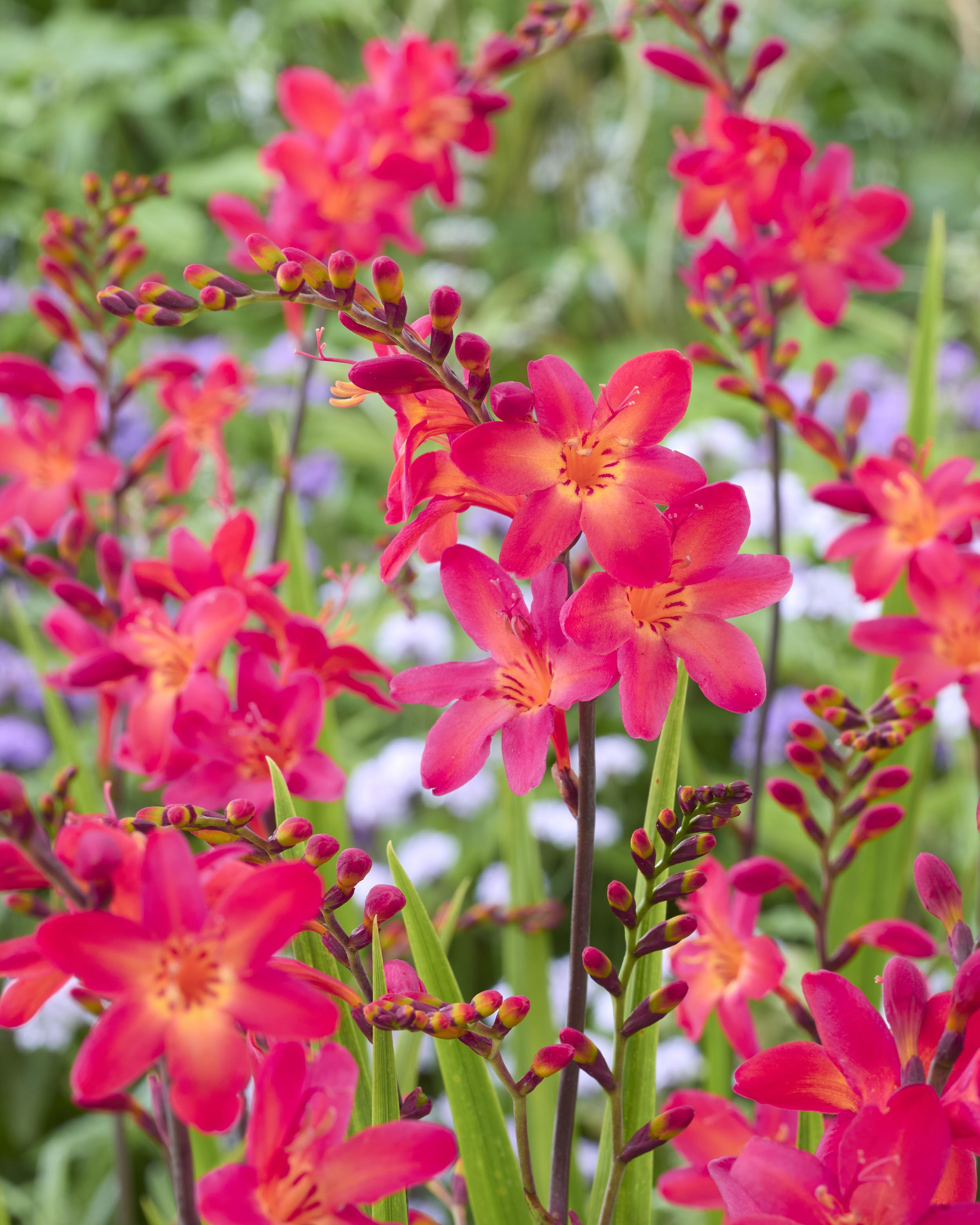 Crocosmia 'Pink Wonder' corms — Buy pink montbretia online at Farmer ...