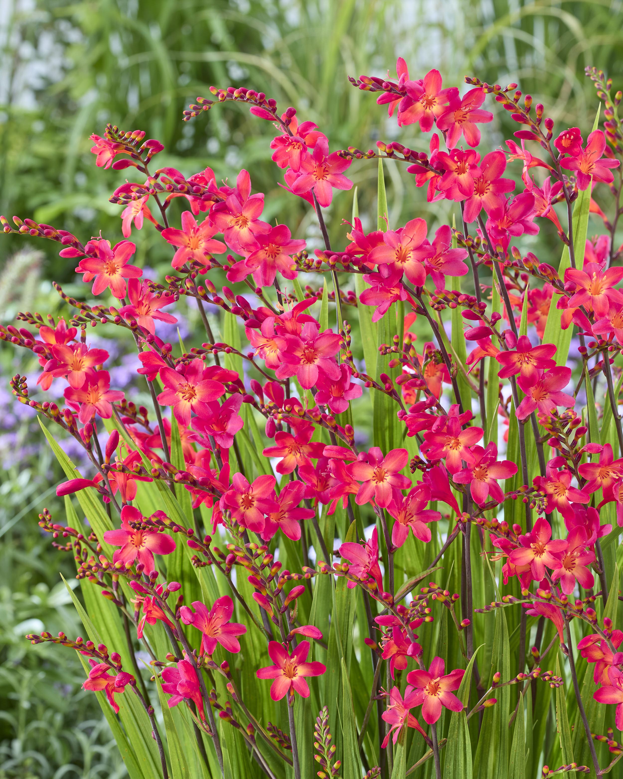 Crocosmia 'Pink Wonder' corms — Buy pink montbretia online at Farmer ...