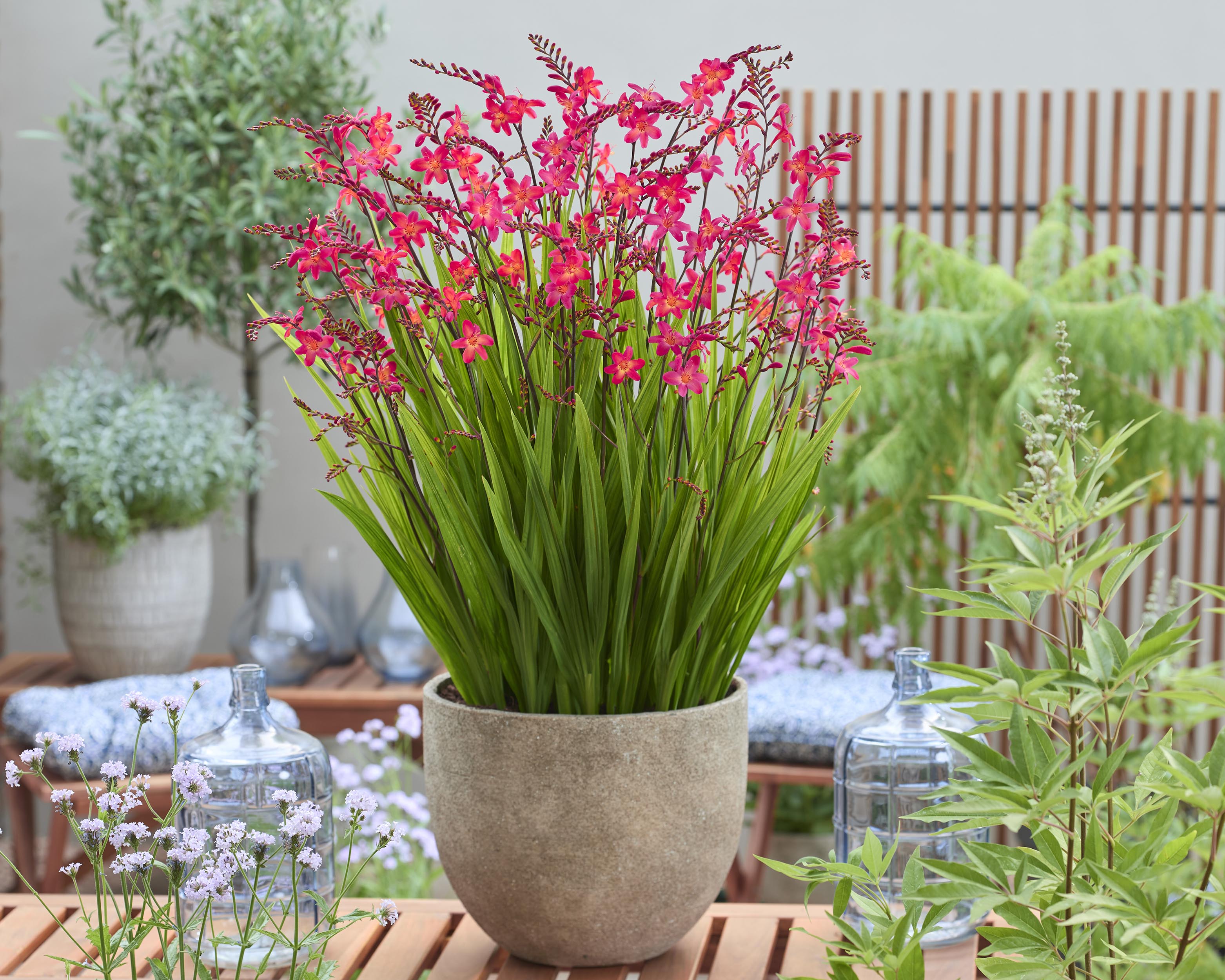 Crocosmia 'Pink Wonder' corms — Buy pink montbretia online at Farmer ...