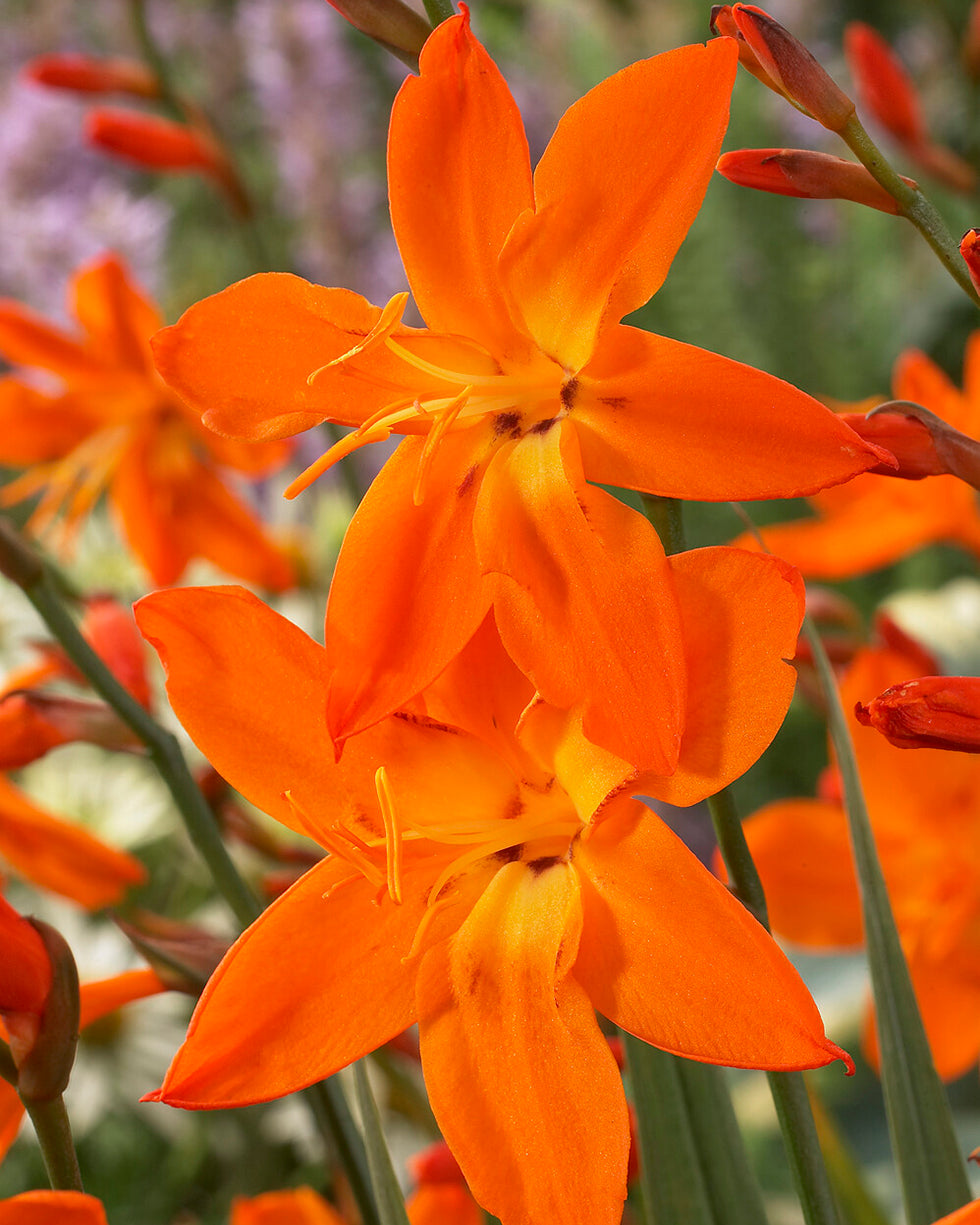 Crocosmia × crocosmiiflora 'Star of the East' corms — Buy montbretia ...