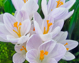 Crocus 'Candle Light'