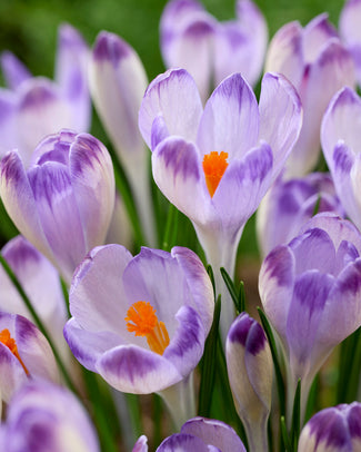 Crocus 'Harry Hay'