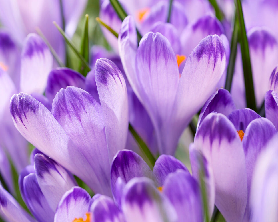Crocus 'Harry Hay'