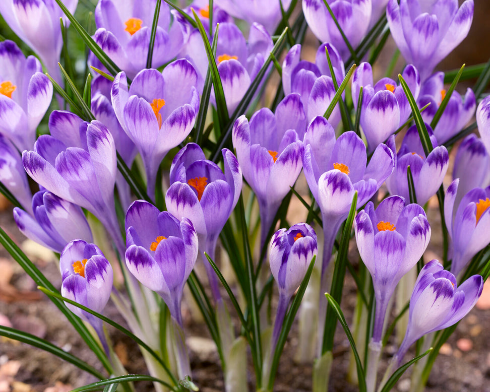 Crocus 'Harry Hay'