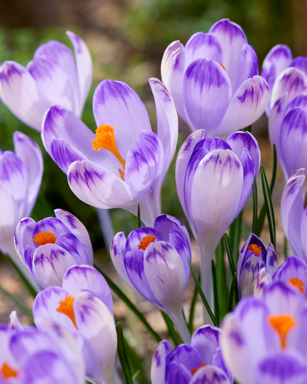 Crocus 'Harry Hay'