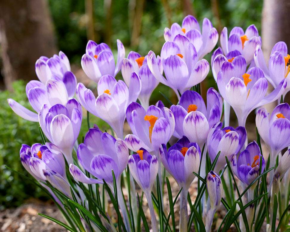 Crocus 'Harry Hay'
