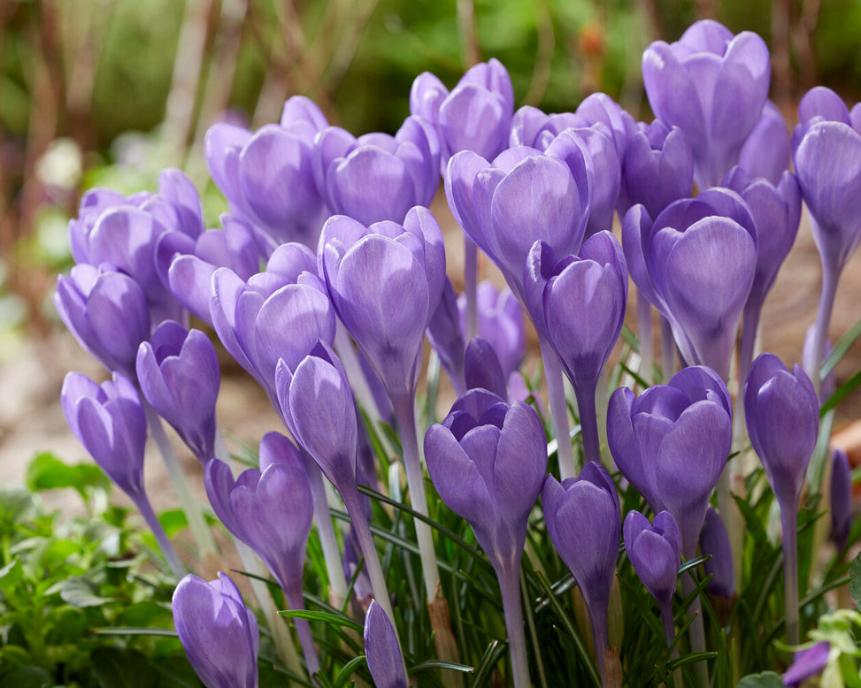 Crocus 'Hummingbird'