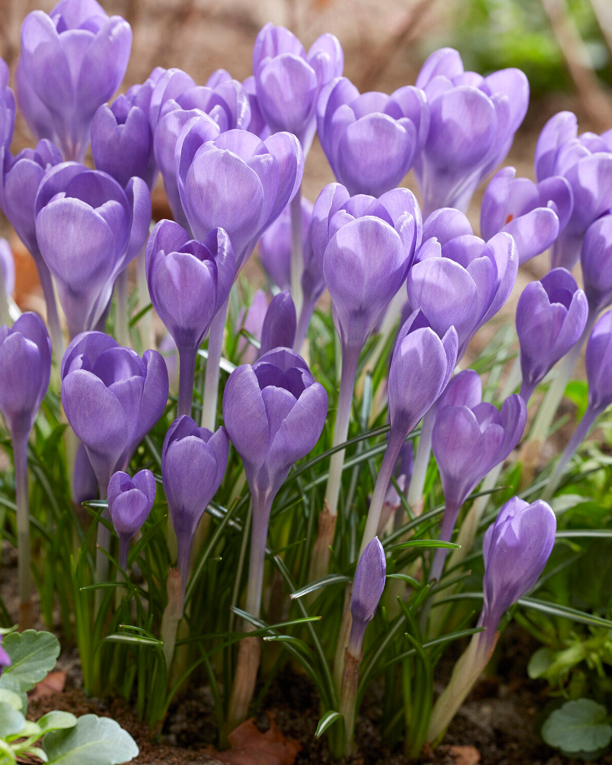 Crocus Bukbs Crocus tommasinianus 'Hummingbird' bulbs | Buy online at Farmer Gracy
