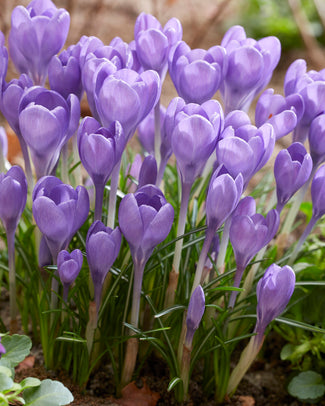 Crocus 'Hummingbird'